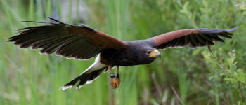 Afbeelding bij Roofvogelschow!!!
