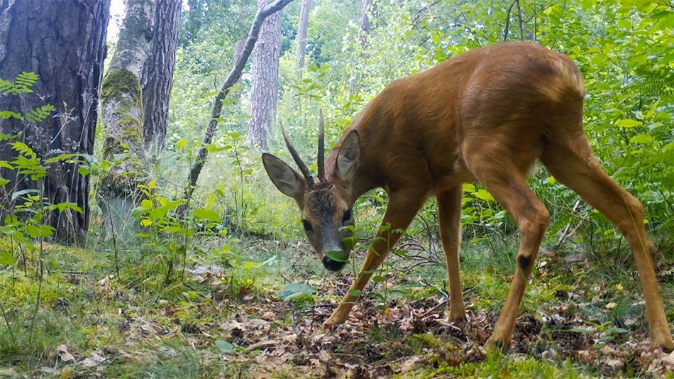 Natuurfilm: Parel in 't Groen