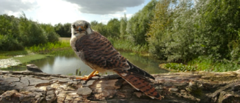 Afbeelding bij Bezoek de roofvogelshow van Topvogel!