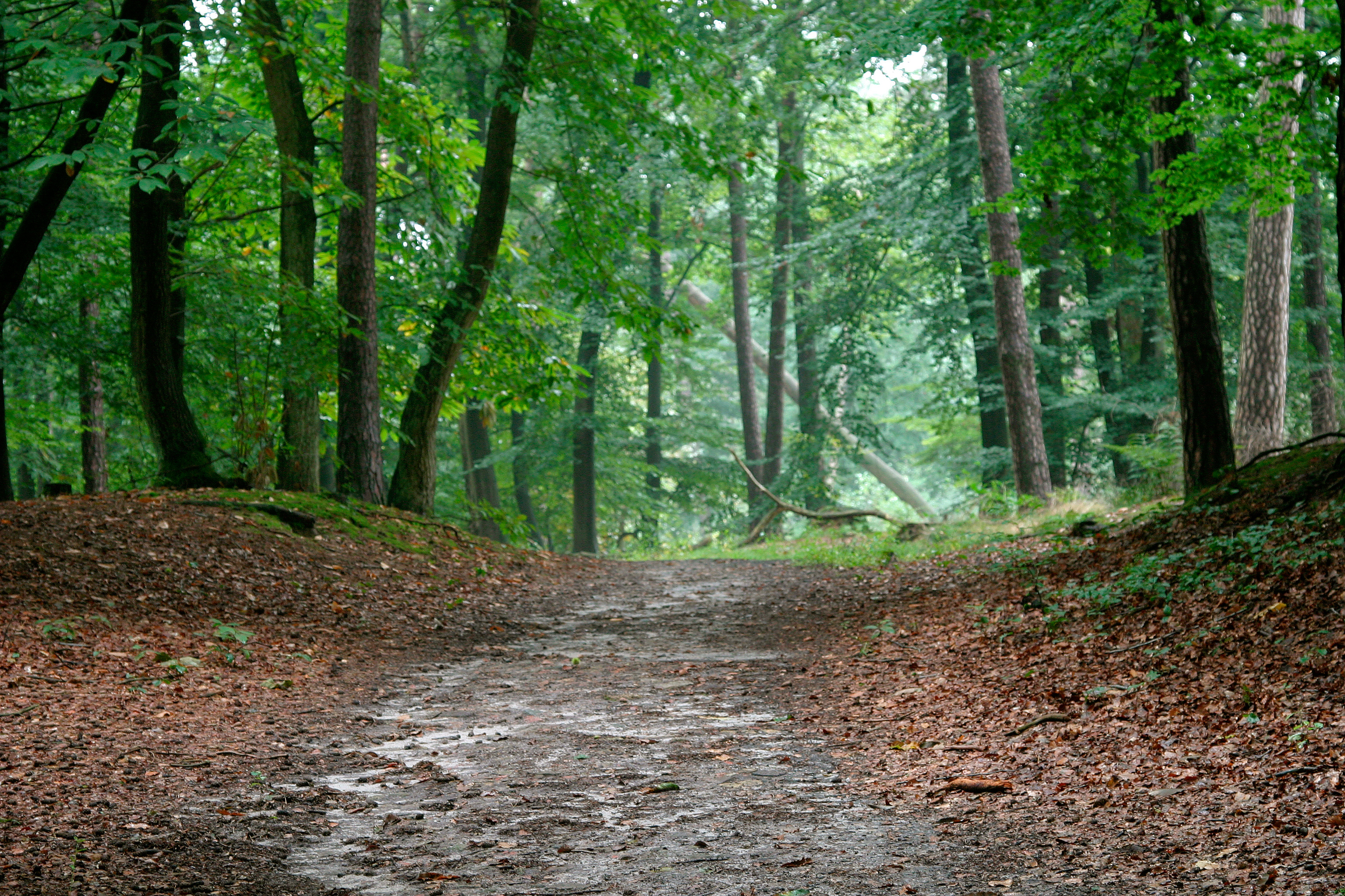 Wandelen in de Oisterwijkse bossen